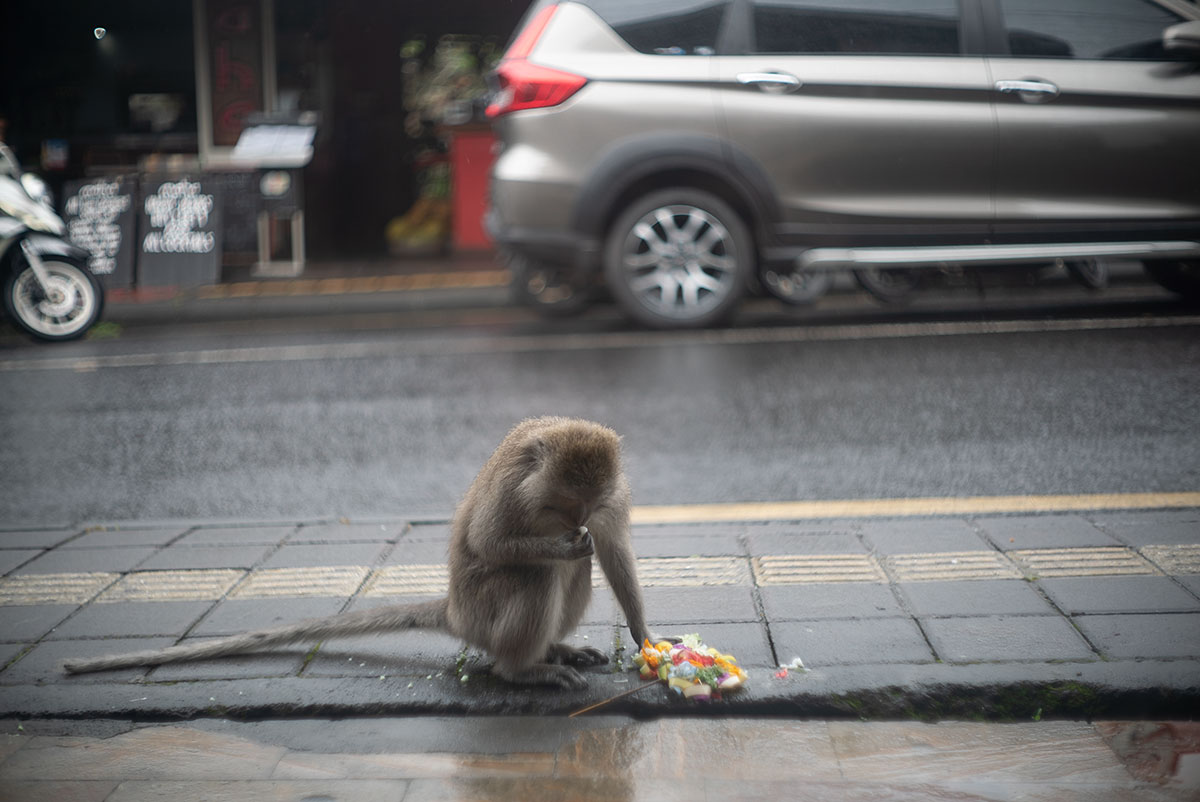 チャナンを食べる猿
