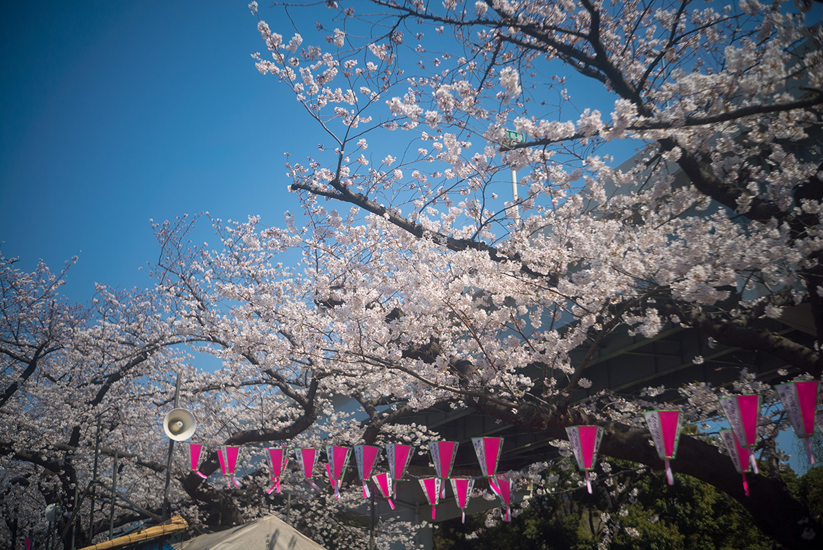桜 w/ ZUNOW Opt. Japan ZUNOW 1:2.8 f=4.5cm - 2018年3月25日撮影