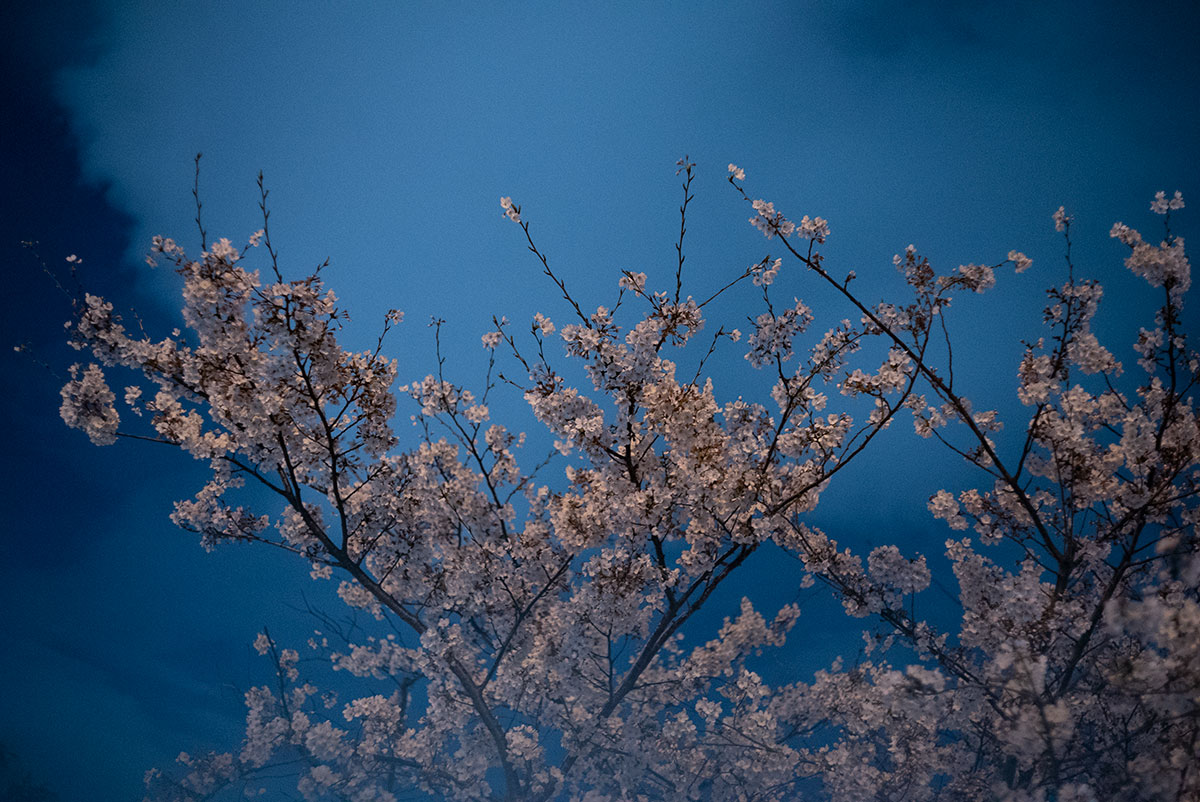 AUTO MIRANDA EC 1:1.8 f=50mm で浅草寺の桜を撮影